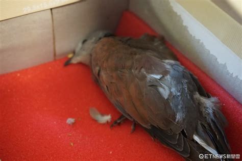 斑鳩幼鳥死亡|都市野鳥悲鳴／小樹鵲被撿走 主人狠心餓三天慘死